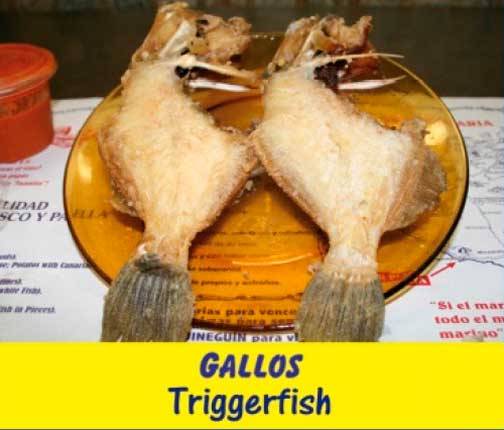 Gallos
